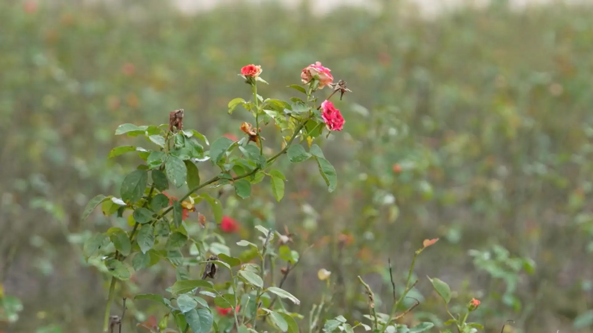 Mùa hoa không nở ở Tây Tựu 